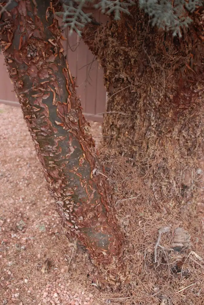 Photo of Hesperocyparis arizonica - Bark:Jim Robbins