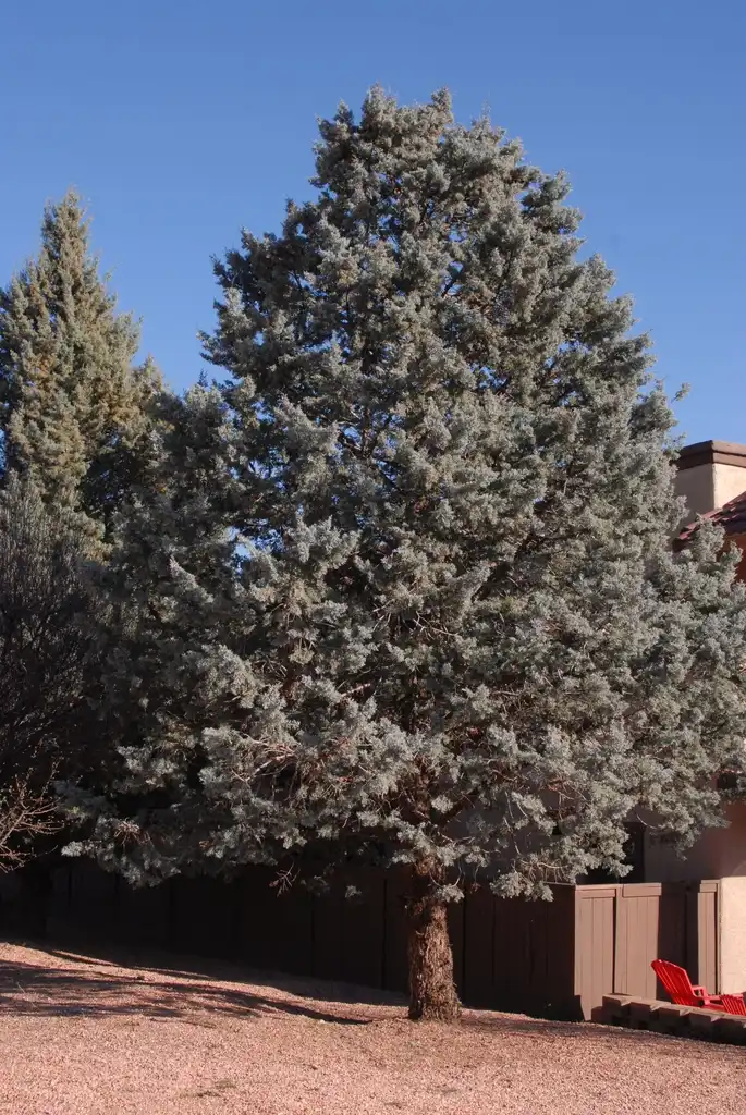 Photo of Hesperocyparis arizonica - 'Glauca' Full Growth:Jim Robbins