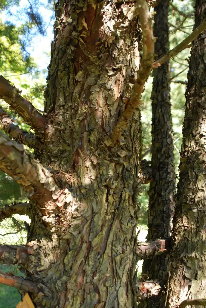Foto de Hesperocyparis glabra (Hesperocyparis glabras)