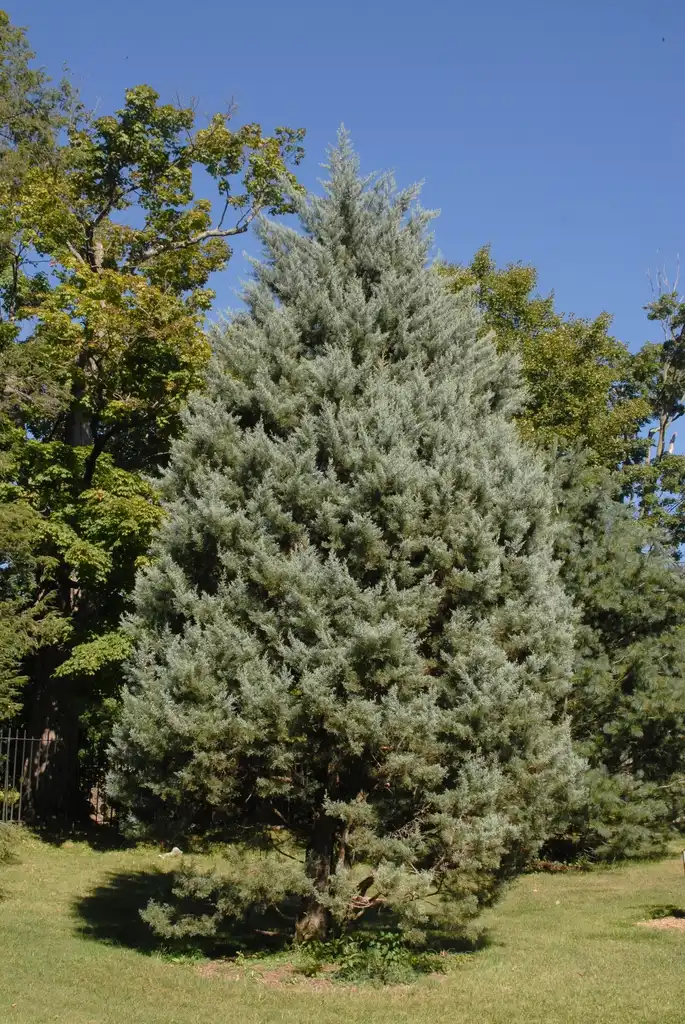Foto de Hesperocyparis glabra (Hesperocyparis glabras)