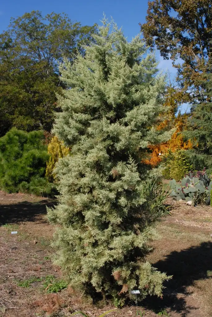 Foto de Hesperocyparis glabra - 'Chaparral' Form:Jim Robbins