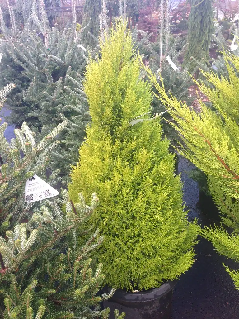 Фото Hesperocyparis macrocarpa 'Goldcrest' (Hesperocyparis macrocarpa 'Goldcrest's)