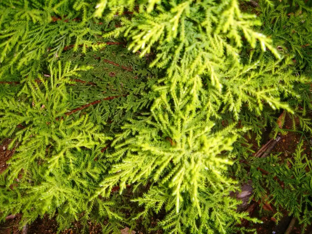 Фото Hesperocyparis macrocarpa 'Goldcrest' (Hesperocyparis macrocarpa 'Goldcrest's)