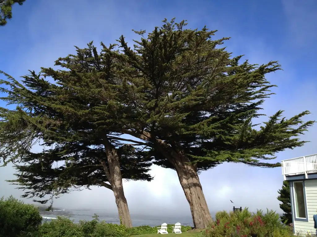 Фото Hesperocyparis macrocarpa (Hesperocyparis macrocarpas)