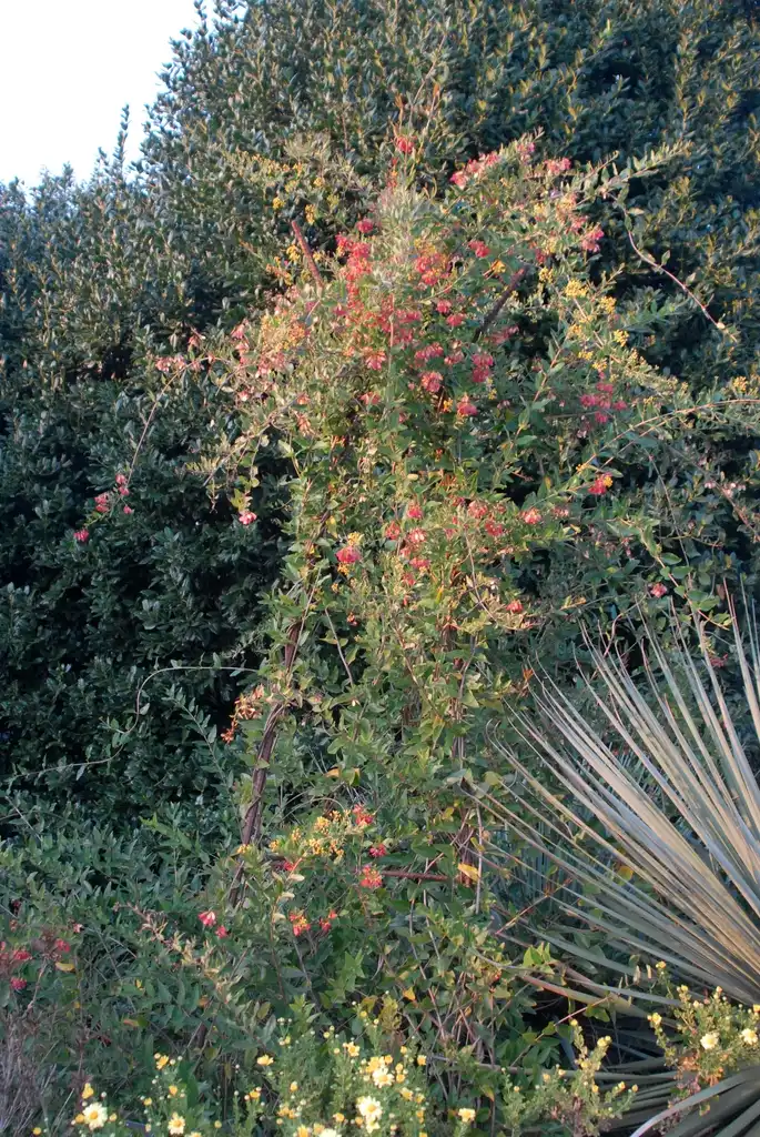 Фото Heteropterys glabra (Heteropterys glabras)