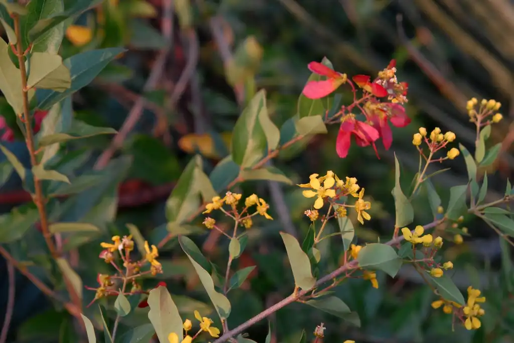 Фото Heteropterys glabra (Heteropterys glabras)