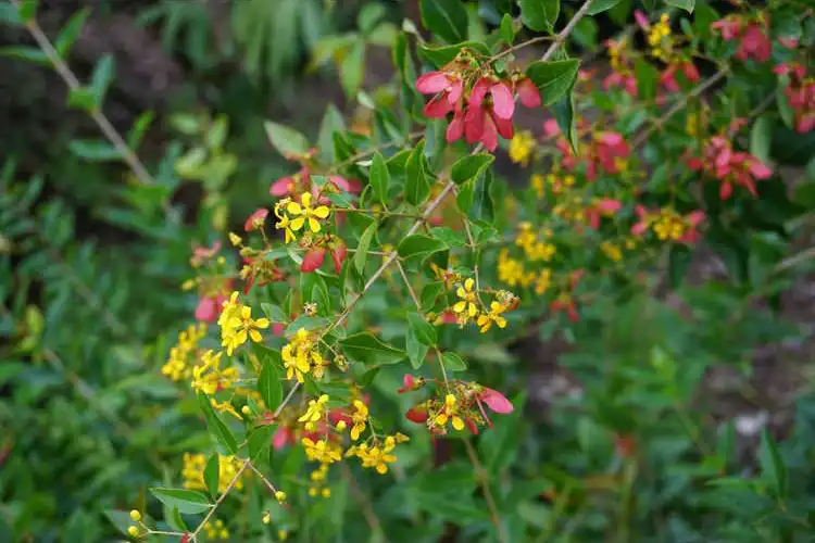 Фото Heteropterys glabra - Flower, Fruit and Leaves: