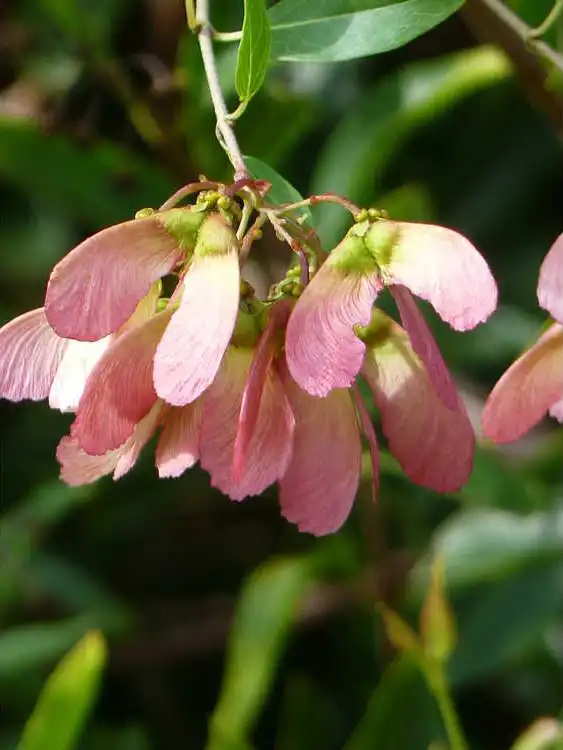 Фото Heteropterys glabra - Fruit Detail: