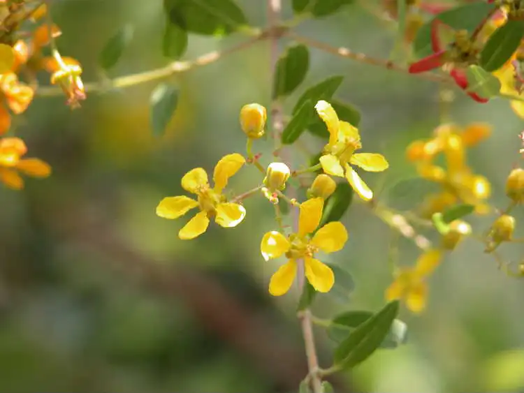 Фото Heteropterys glabra - Flower Detail: