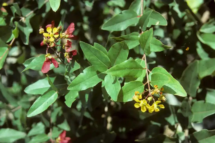 Фото Heteropterys glabra - Leaf Detail:
