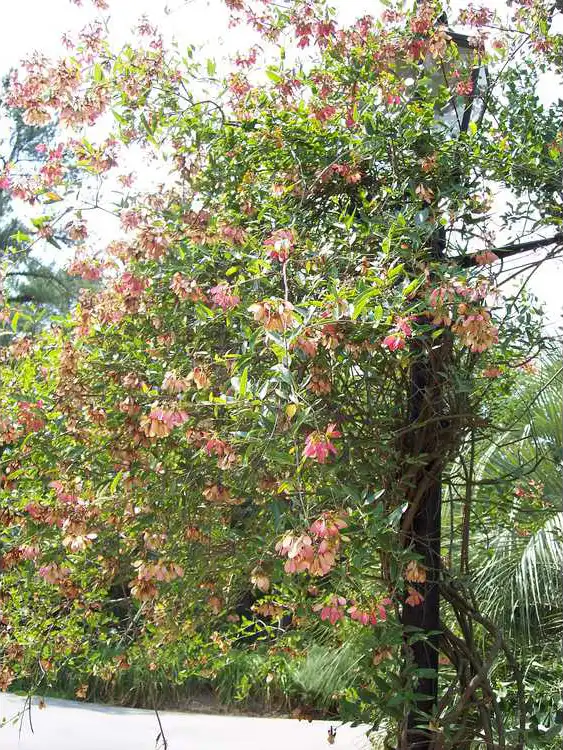 Фото Heteropterys glabra - Full Form: