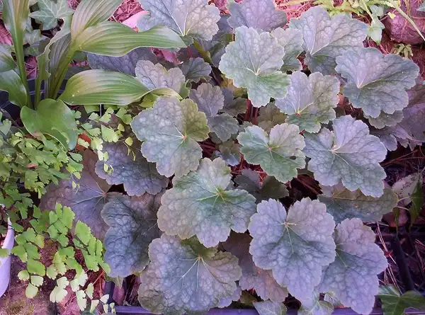 Foto de Heuchera americana (Heuchera americanas)