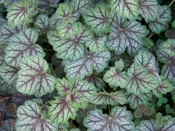 Foto de Heuchera americana (Heuchera americanas)