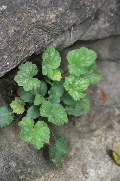 Foto de Heuchera americana - :Behnke Nurseries, Inc.