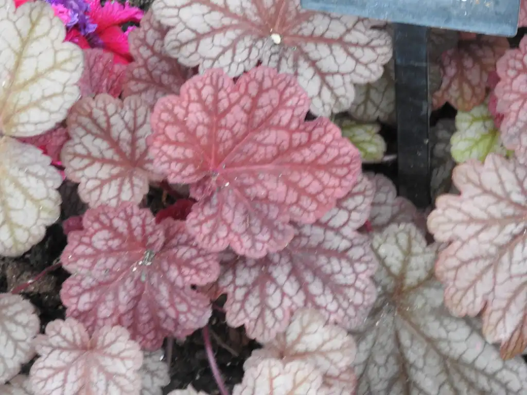 Фото Heuchera 'Berry Smoothie' (Heuchera 'Berry Smoothie's)