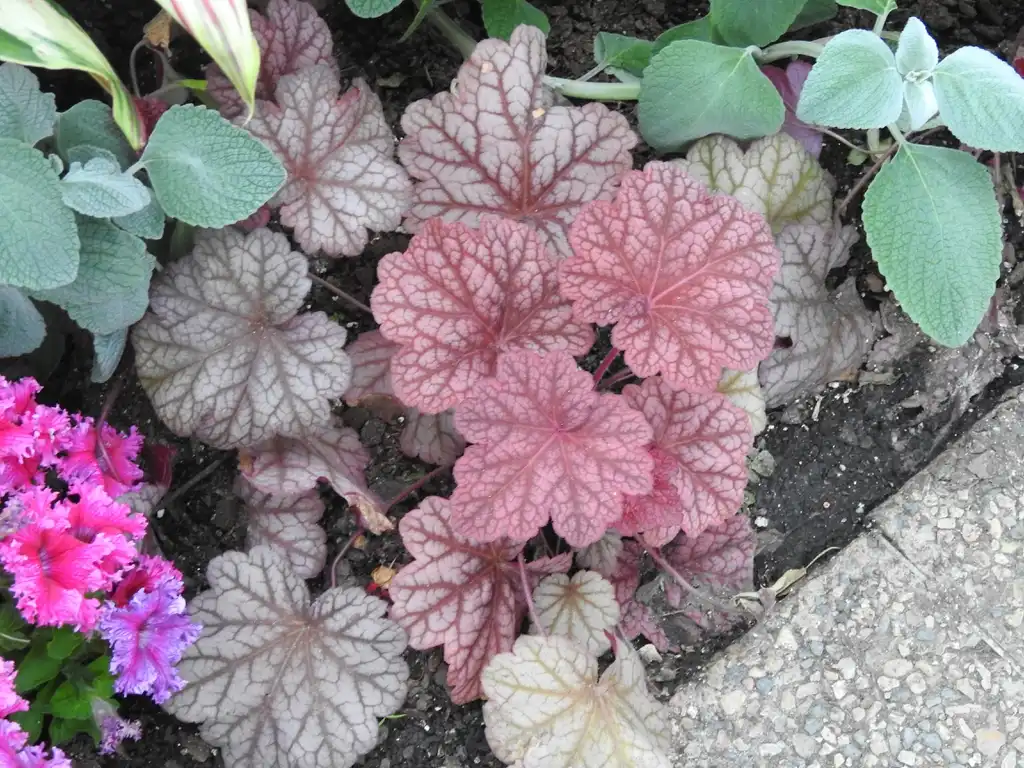 Фото Heuchera 'Berry Smoothie' (Heuchera 'Berry Smoothie's)