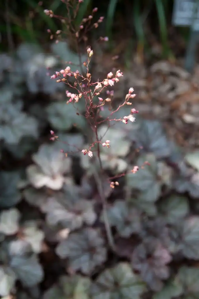 Фото Heuchera 'Northern Exposure' (Heuchera 'Northern Exposure's)