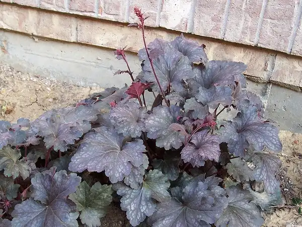 Foto de Heuchera 'Palace Purple' (Heuchera 'Palace Purple's)