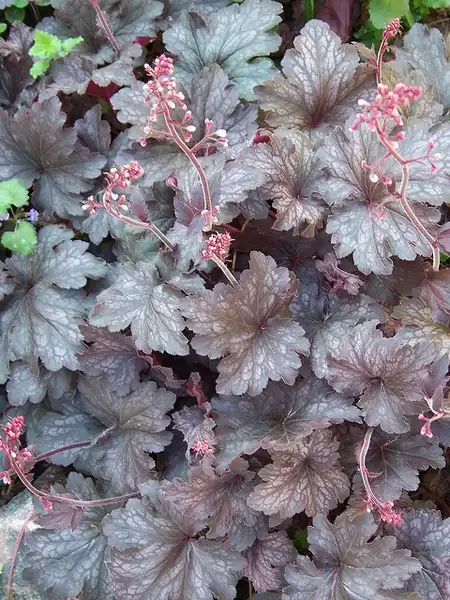 Foto de Heuchera 'Palace Purple' (Heuchera 'Palace Purple's)