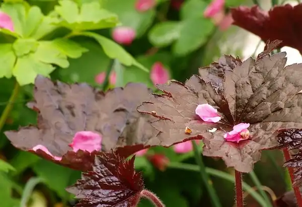 Foto de Heuchera 'Palace Purple' - Heuchera 'Palace Purple' leaf:Klasse im Garten