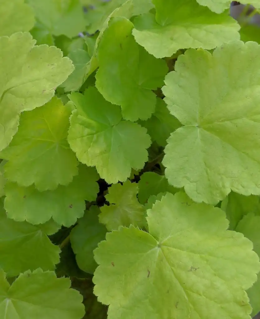 Foto de Heuchera 'Pretty Pistachio' (Heuchera 'Pretty Pistachio's)