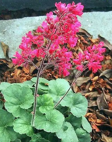 Photo of Heuchera sanguinea (Heuchera sanguineas)