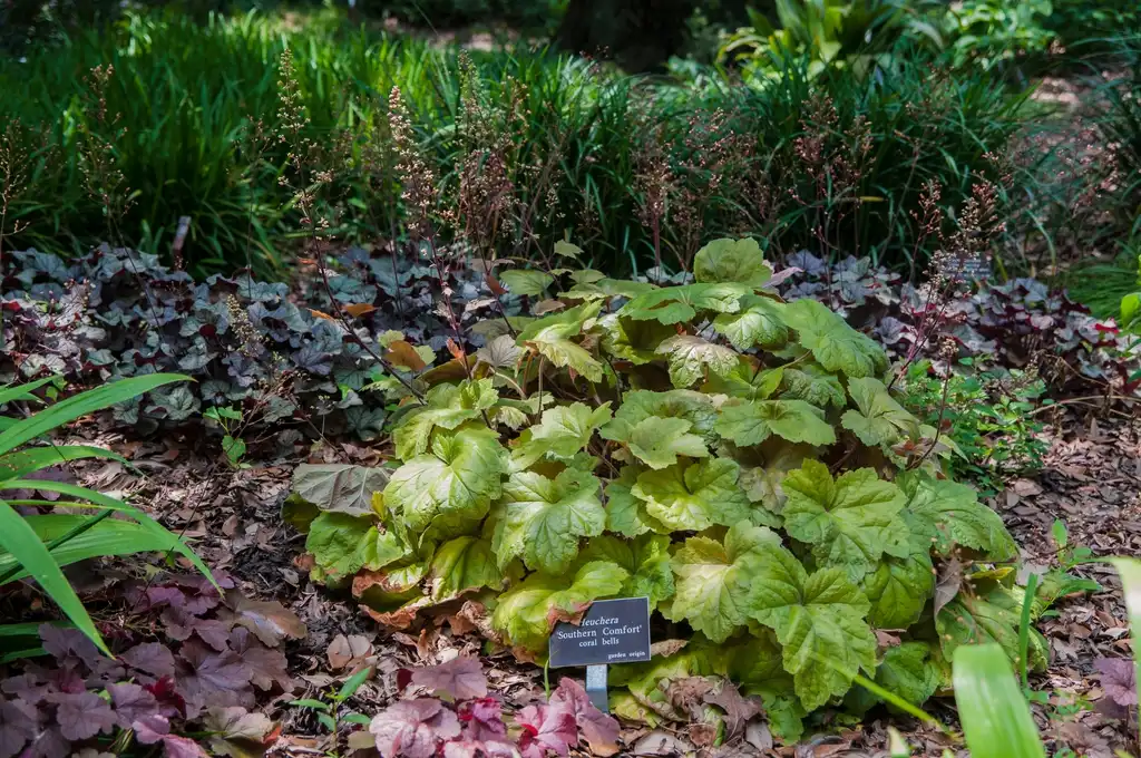 Фото Heuchera 'Southern Comfort' (Heuchera 'Southern Comfort's)