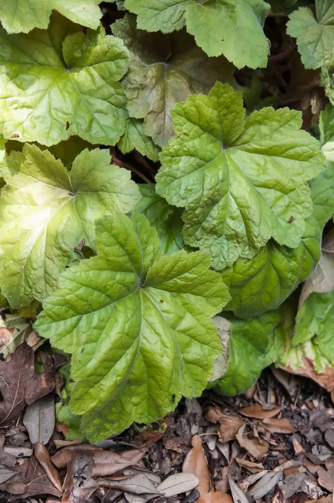 Фото Heuchera 'Southern Comfort' (Heuchera 'Southern Comfort's)