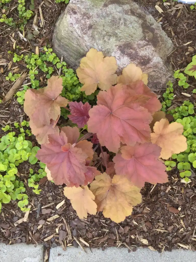 Фото Heuchera 'Southern Comfort' - Full Form (Durham County,NC)-Early Spring:Carol Tierney