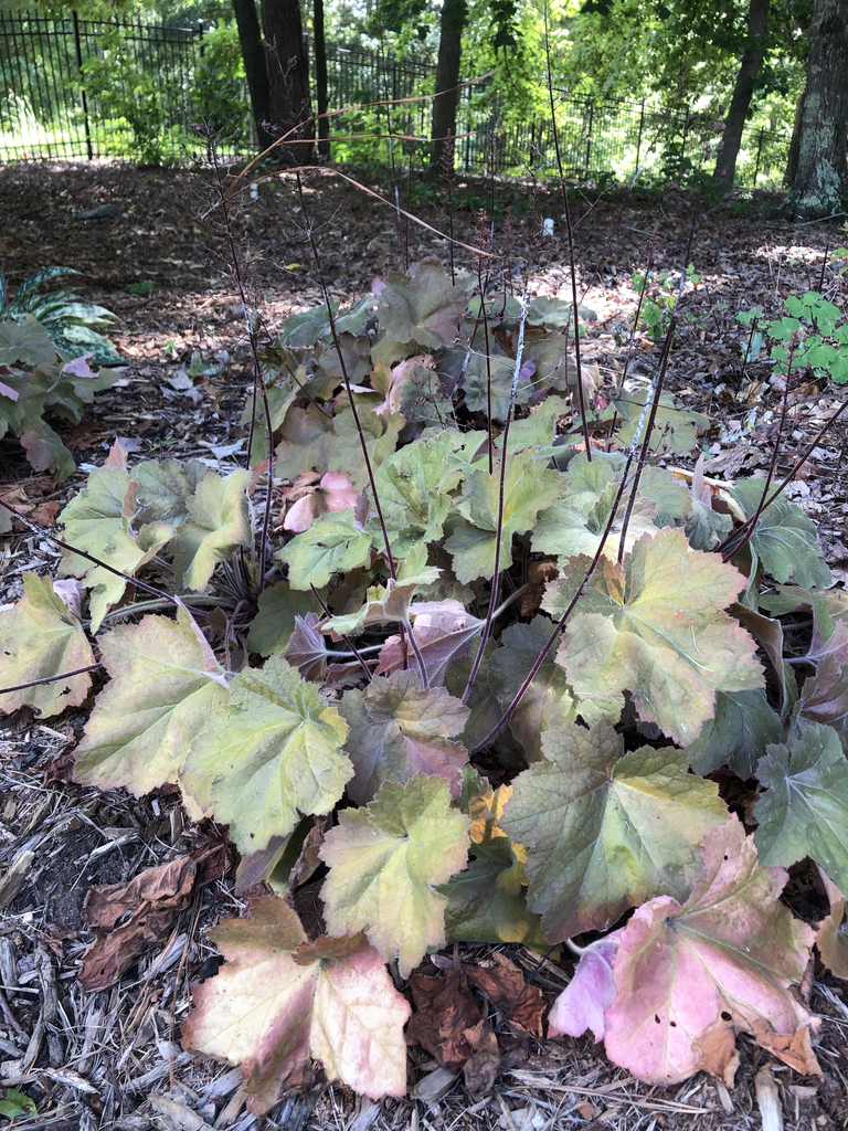 Фото Heuchera 'Southern Comfort' - Form (Durham County)-Late Summer:Andrea Laine