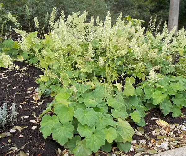 Фото Heuchera villosa (Heuchera villosas)