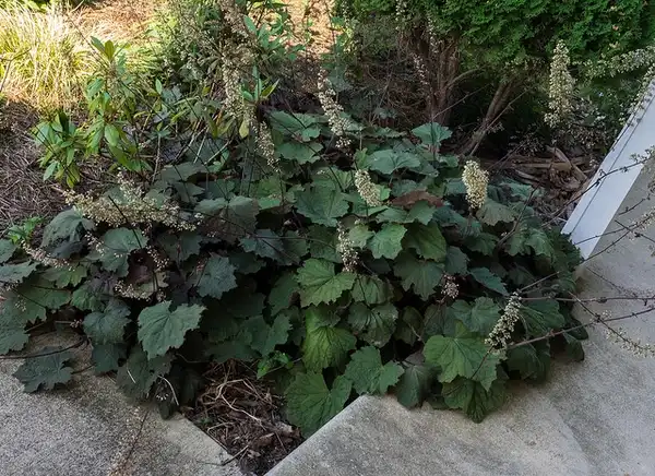 Фото Heuchera villosa (Heuchera villosas)