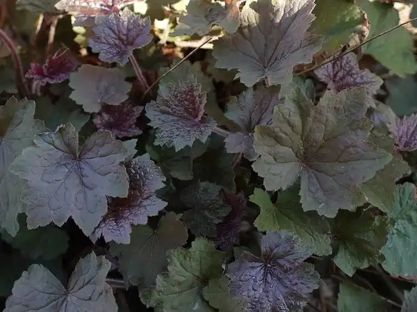 Фото Heuchera villosa - 'Brownies' Leaf:F. D. Richards