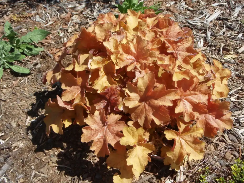 Фото Heuchera villosa - 'Caramel' Full Form:Jim Robbins