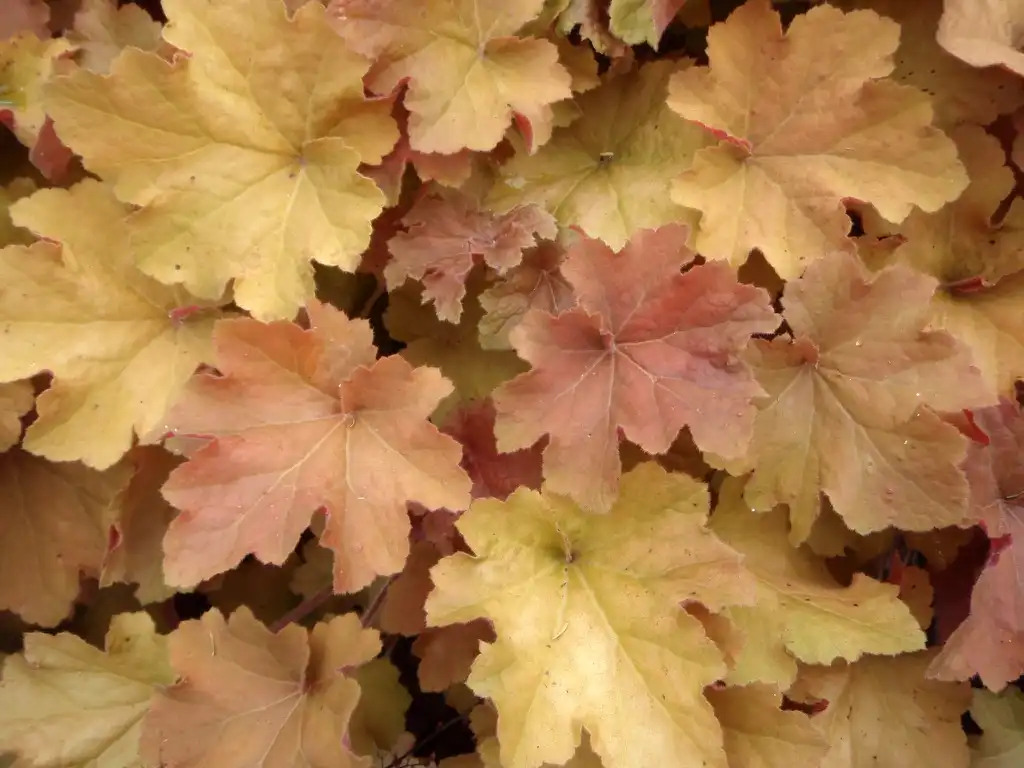 Фото Heuchera villosa - 'Caramel' Leaf:Jim Robbins