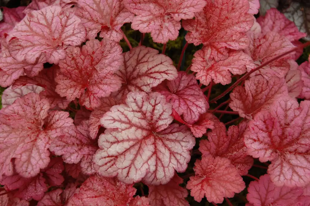 Photo of Heuchera (Heucheras)