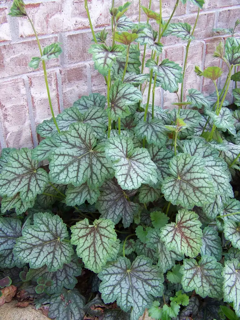 Photo of Heuchera (Heucheras)