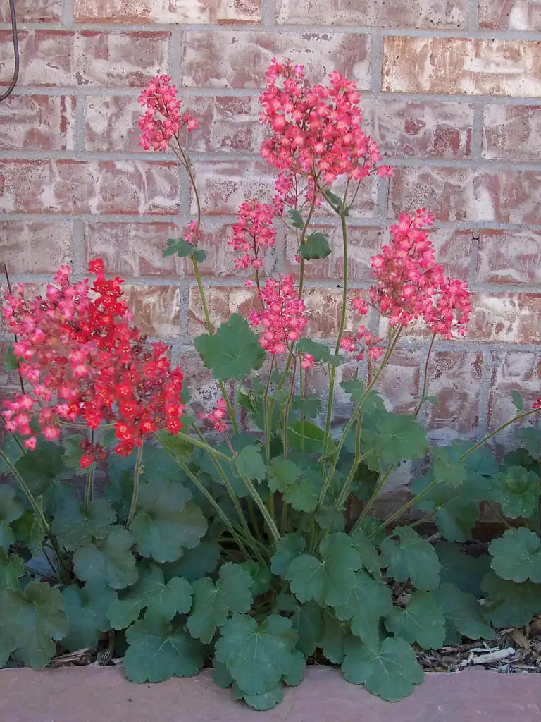 Photo of Heuchera - Heuchera sanguinea form:Patrick Standish