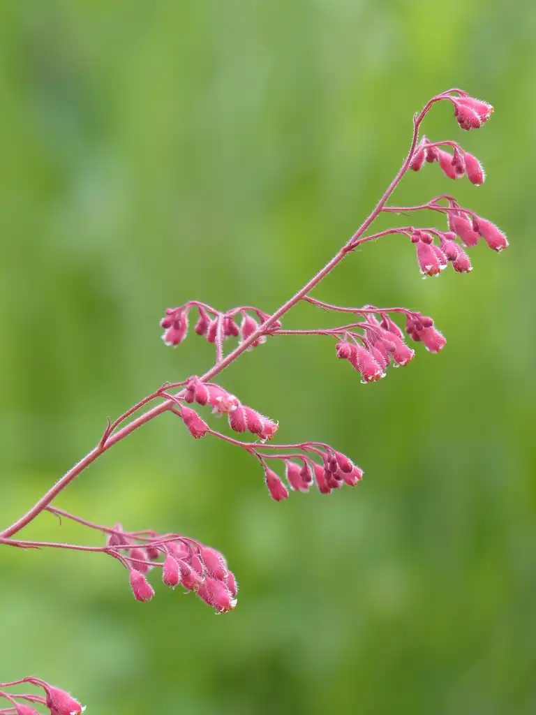 Photo of Heuchera - Close up of flower: