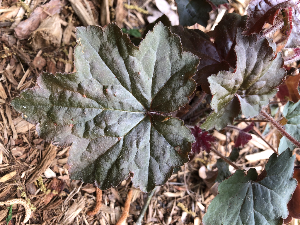 Photo of Heuchera - 'Palace Purple' Leaf Close-up (Durham County,NC)-Spring:Andrea Laine