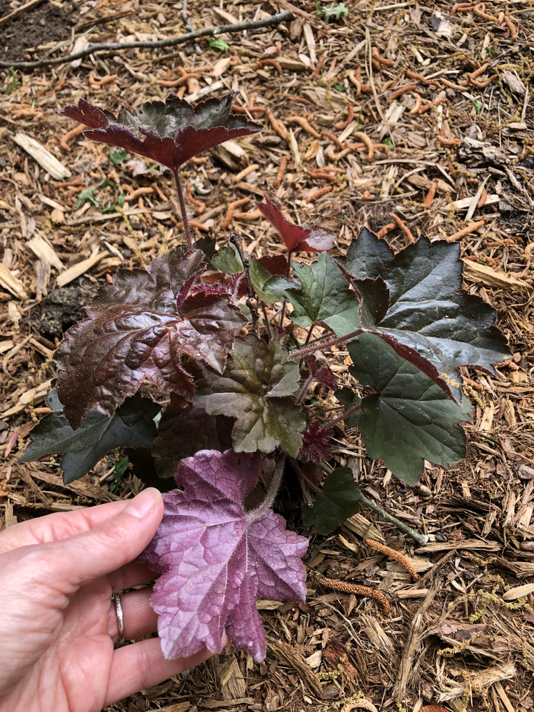 Photo of Heuchera - 'Palace Purple' Underleaf(Durham County,NC)-Spring:Andrea Laine