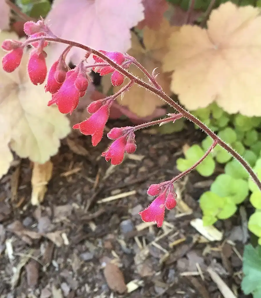 Photo of Heuchera - Flower (Durham County,NC)-Spring:Carol Tierney
