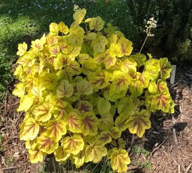 Photo of Heuchera - 'Electra' Form (Wake County, NC):Cathy Dewitt