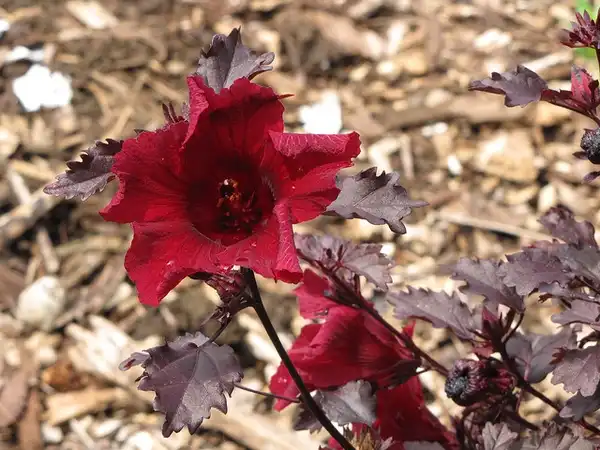 Фото Hibiscus acetosella (Hibiscus acetosellas)