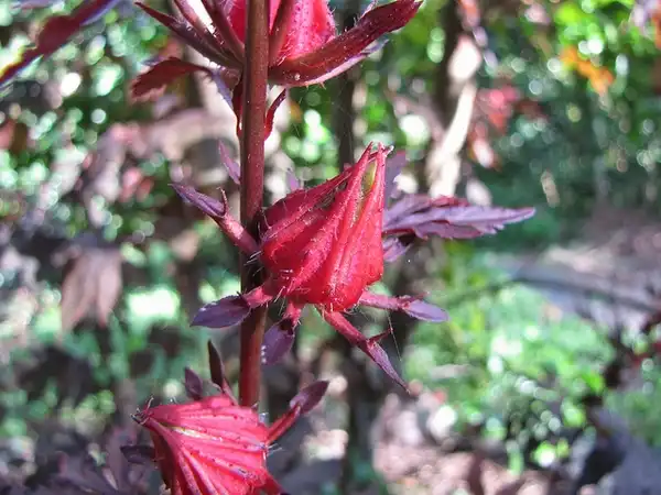 Фото Hibiscus acetosella (Hibiscus acetosellas)