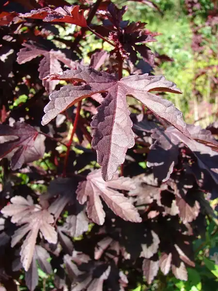 Фото Hibiscus acetosella - :Forest and Kim Starr