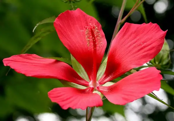 Photo of Hibiscus coccineus (Hibiscus coccineuss)