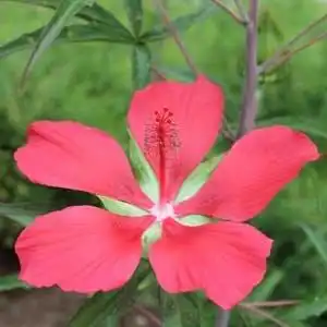 Photo of Hibiscus coccineus (Hibiscus coccineuss)