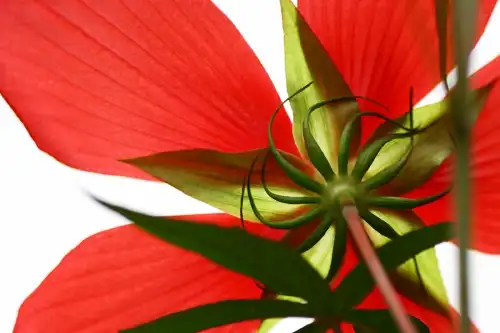 Photo of Hibiscus coccineus - Under flower:koizumi