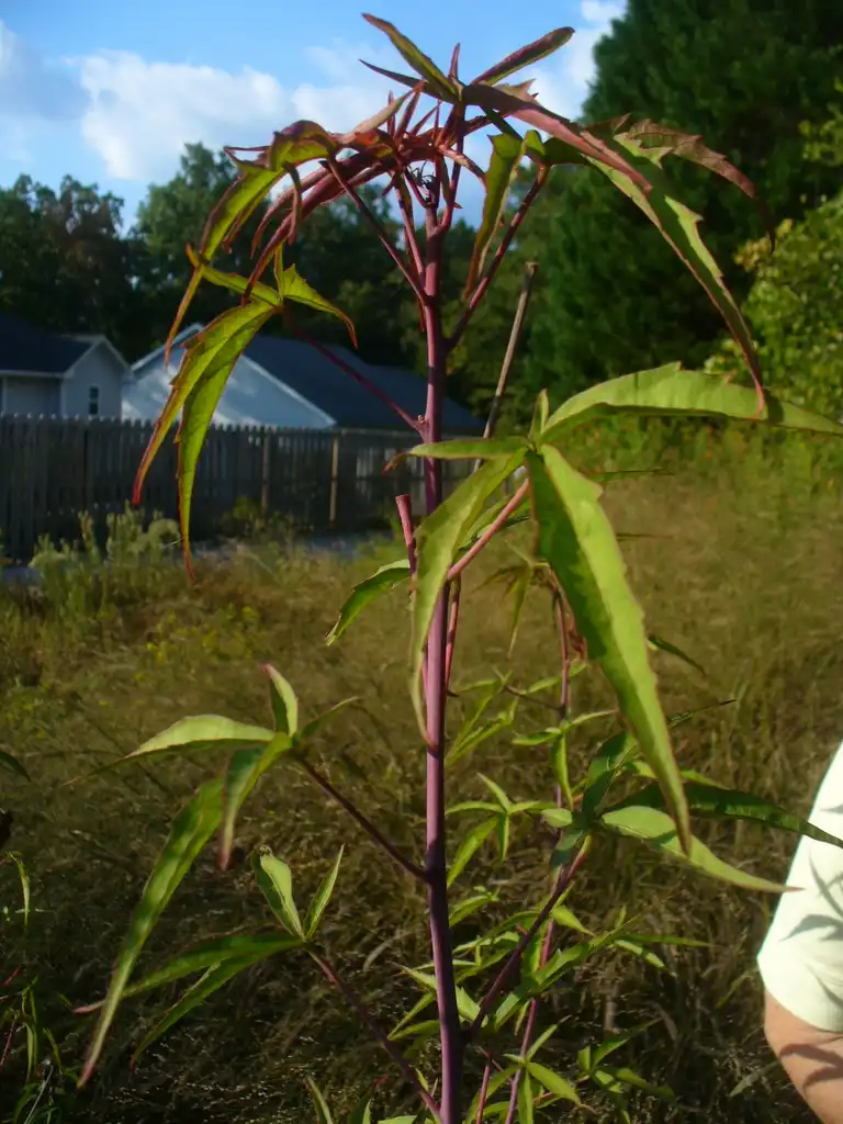 Photo of Hibiscus coccineus - Leaves in the fall in Moore County:Susan Strine